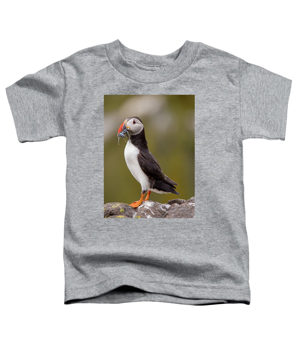 Puffin Toddler T-Shirt featuring the photograph May Puffin by Kuni Photography
