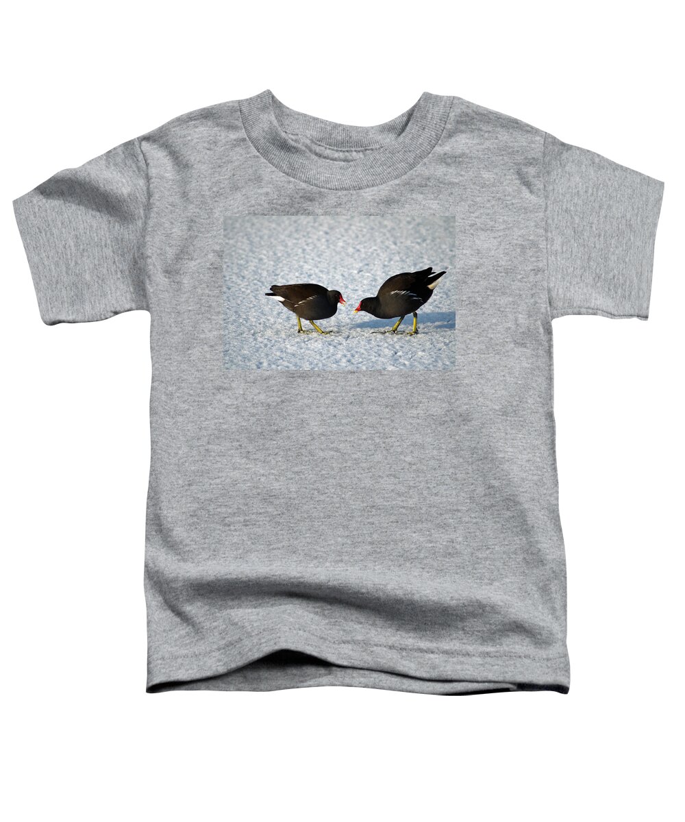 Burton On Trent Toddler T-Shirt featuring the photograph Moorhens on the Ice and Snow by Rod Johnson
