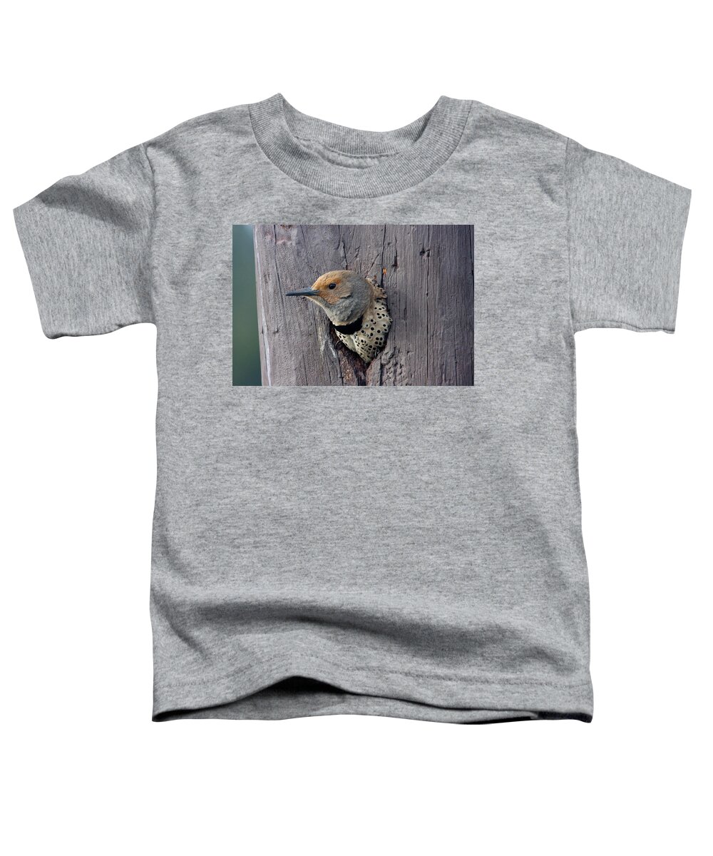 Wild Toddler T-Shirt featuring the photograph Northern Flicker Portrait by Mark Miller