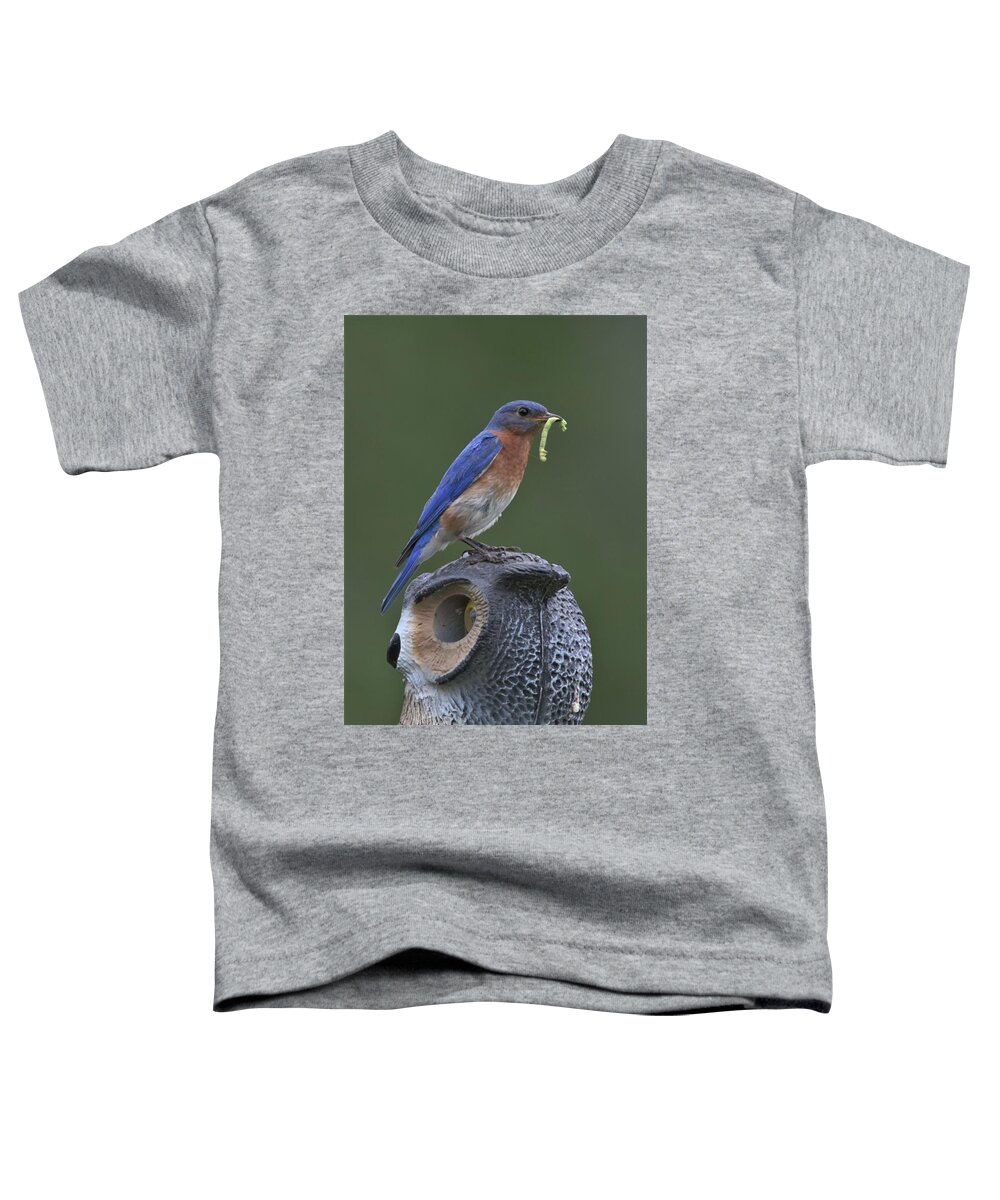 Bluebird Toddler T-Shirt featuring the photograph Not Intimidated by Michael Hall