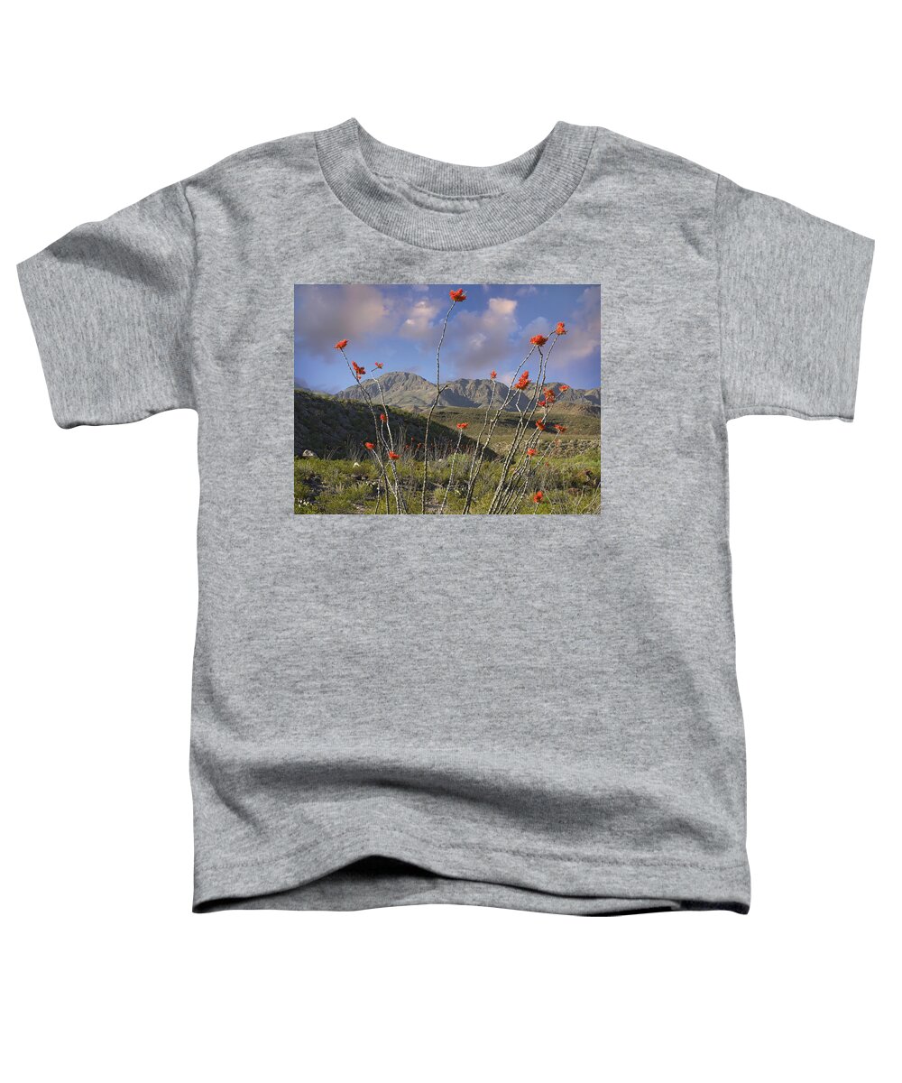 Mp Toddler T-Shirt featuring the photograph Ocotillo Fouquieria Splendens, Big Bend by Tim Fitzharris