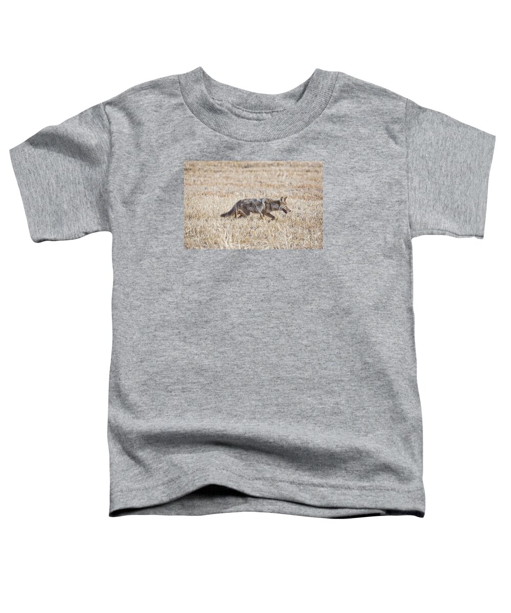 Coyote Toddler T-Shirt featuring the photograph On the Hunt by Douglas Kikendall