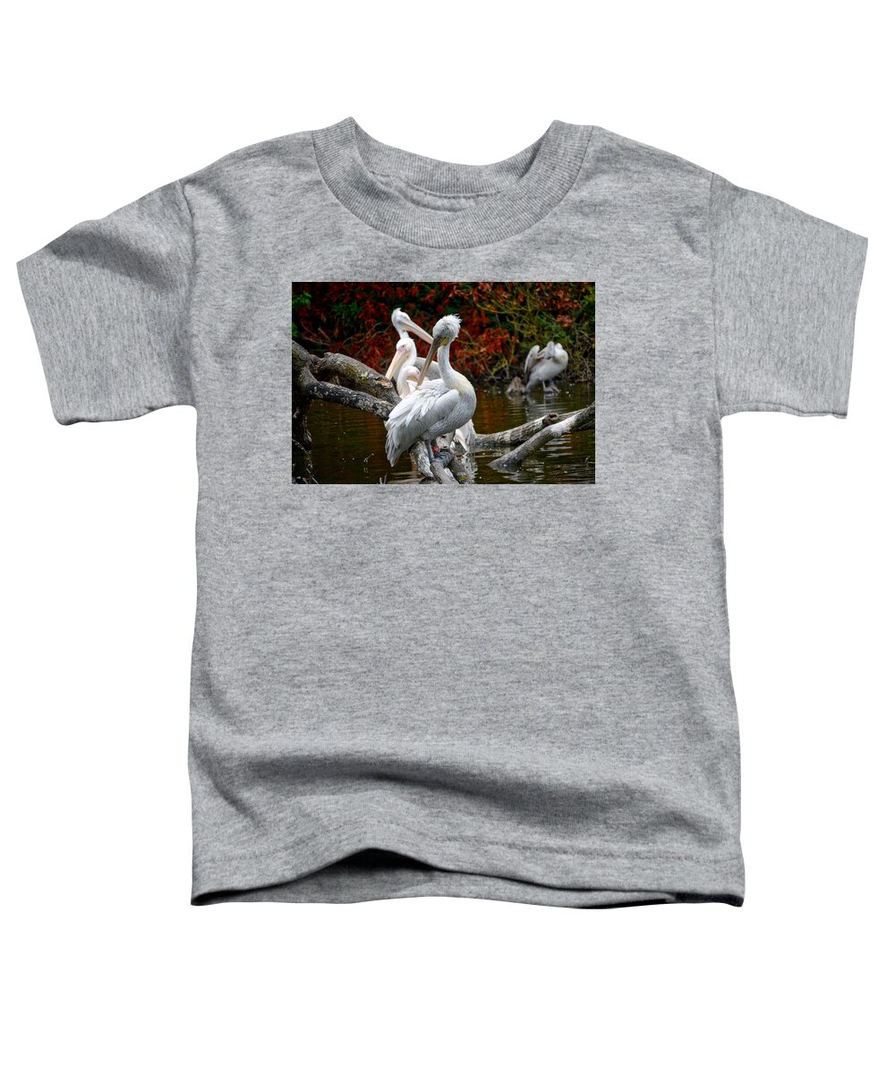 Animals Toddler T-Shirt featuring the photograph Pelicans by Ingrid Dendievel