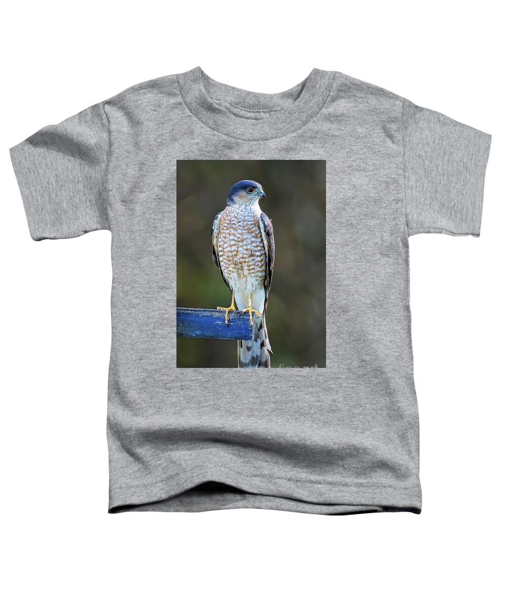 Hawks Toddler T-Shirt featuring the photograph Sharp-Shinned Hawk by DB Hayes