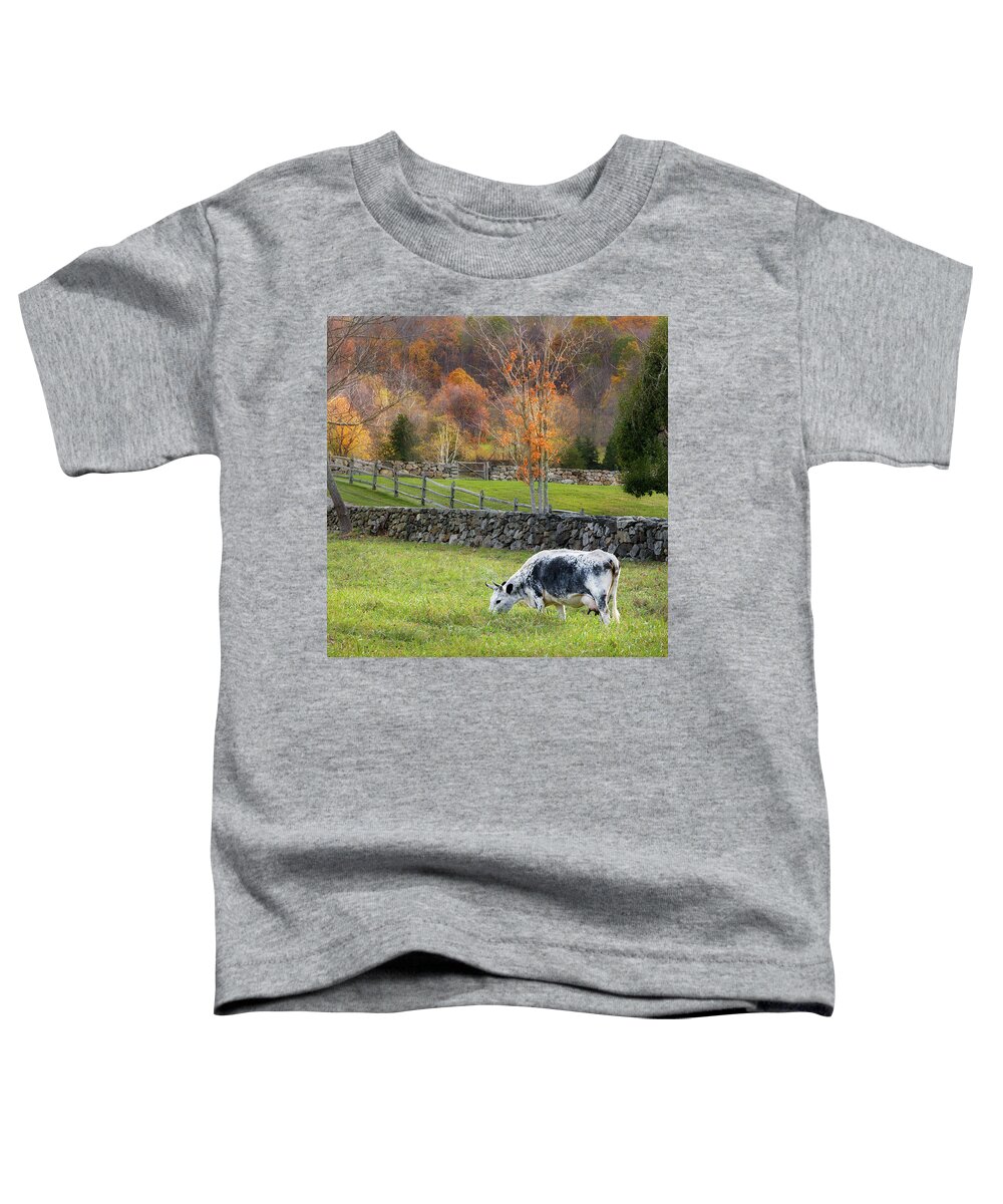 Randall Cattle Toddler T-Shirt featuring the photograph Randall Cattle Cow Square by Bill Wakeley
