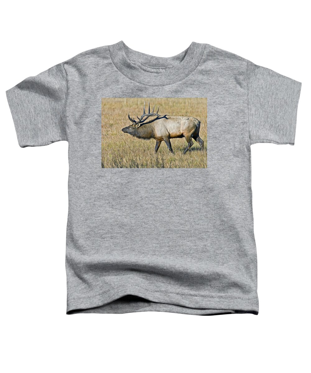 Bull Toddler T-Shirt featuring the photograph Rocky Mountain Elk by Gary Langley