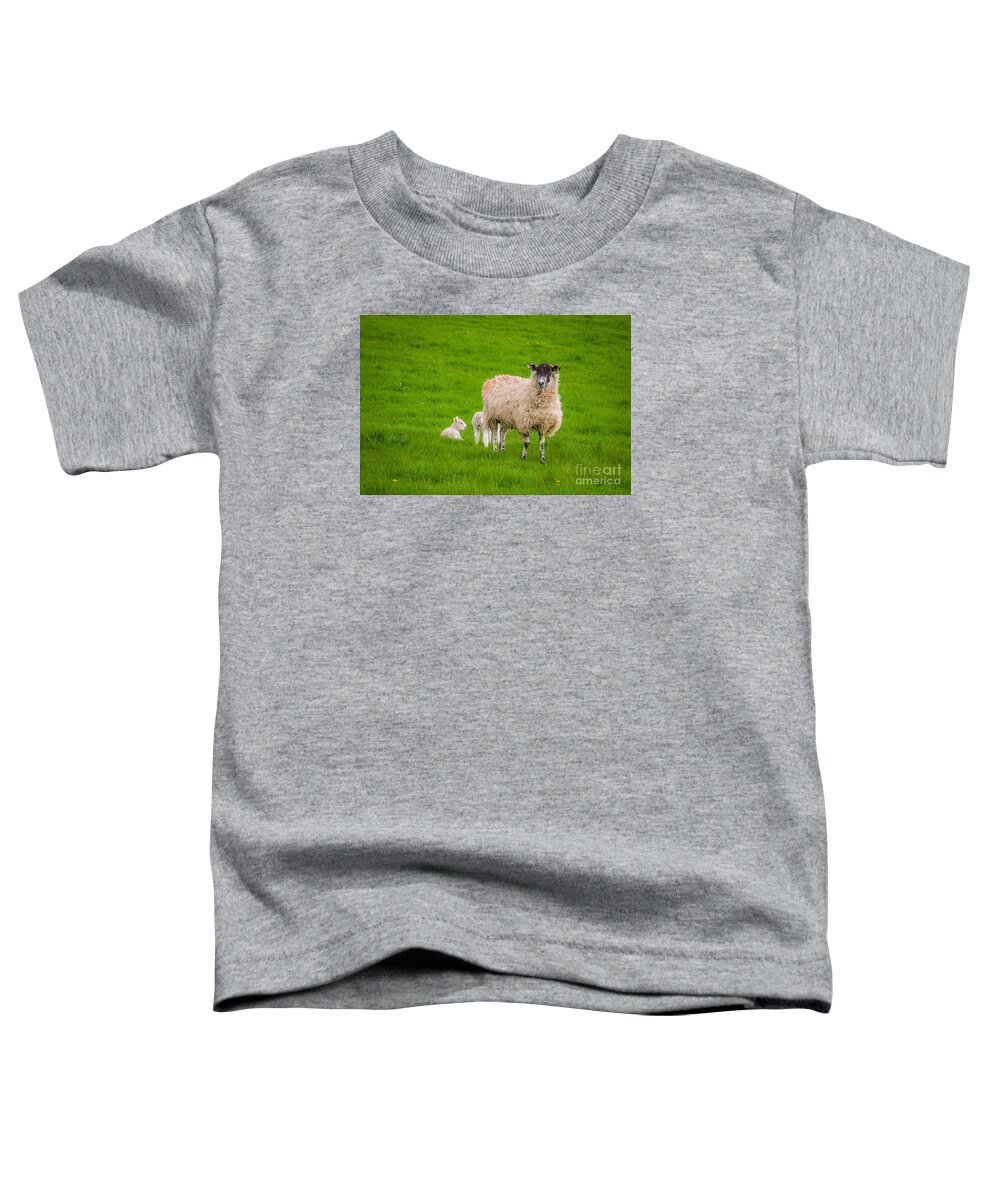 D90 Toddler T-Shirt featuring the photograph Sheep and lambs by Mariusz Talarek
