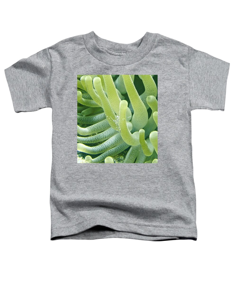 Shrimp Toddler T-Shirt featuring the photograph Shrimp and Green Anemone by Amy McDaniel