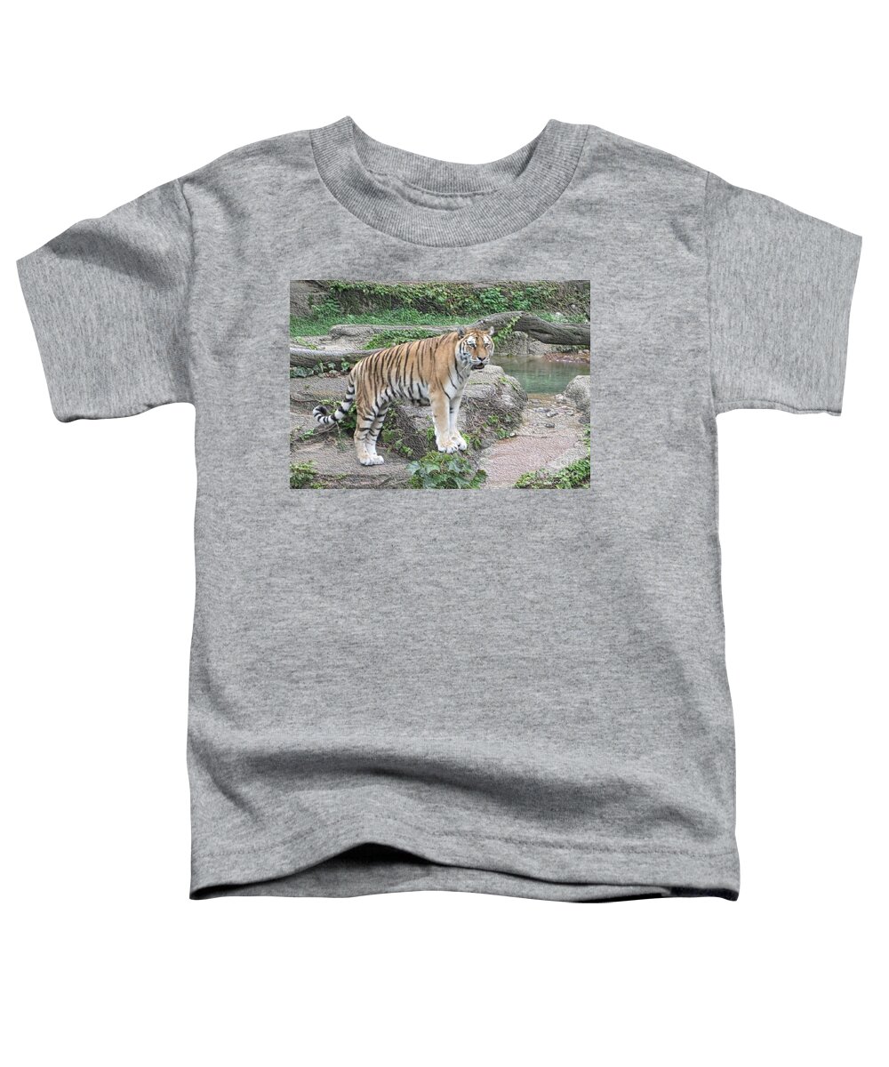 Photography Toddler T-Shirt featuring the photograph Siberian Tiger by Kathie Chicoine