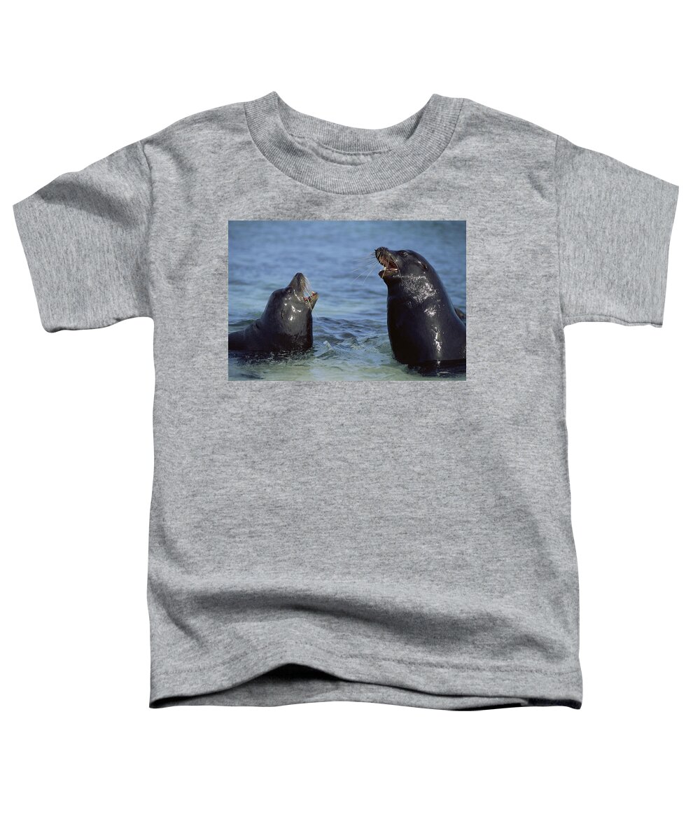00140160 Toddler T-Shirt featuring the photograph Sparring Galapagos Sealion Bulls by Tui De Roy