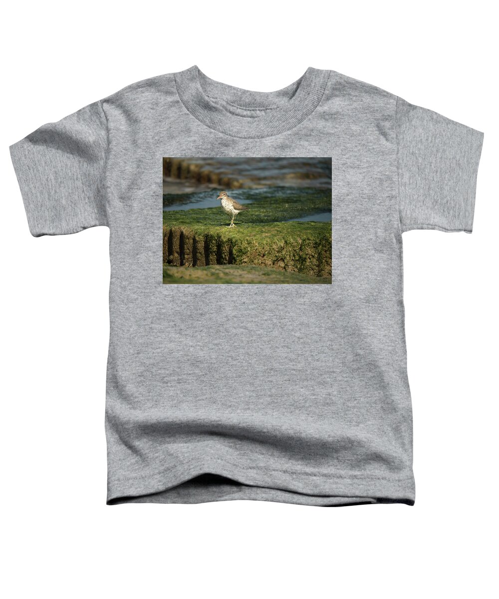 Sandpiper Toddler T-Shirt featuring the photograph Spotted Sandpiper by Jerry Connally