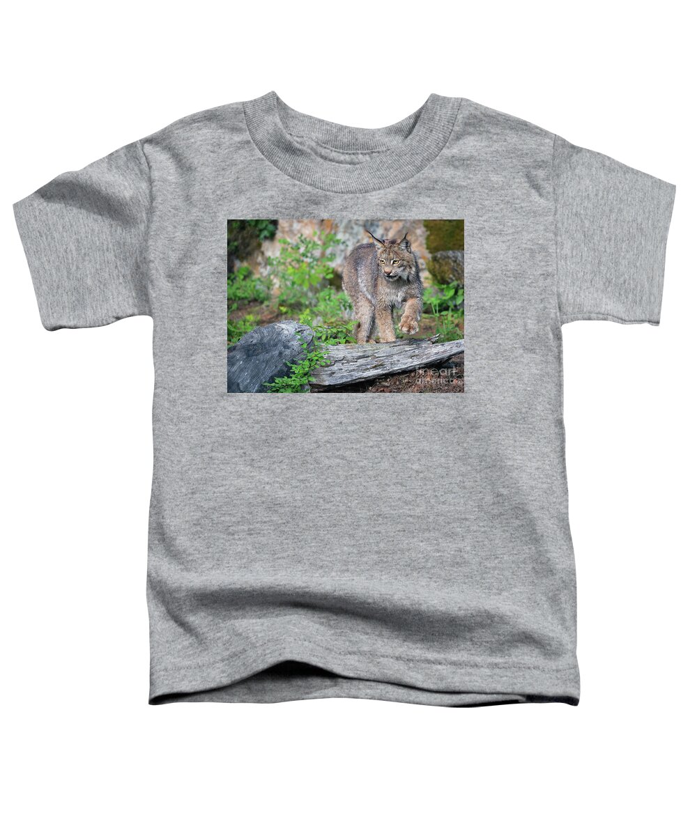 Canada Lynx Toddler T-Shirt featuring the photograph Stepping Out by Art Cole