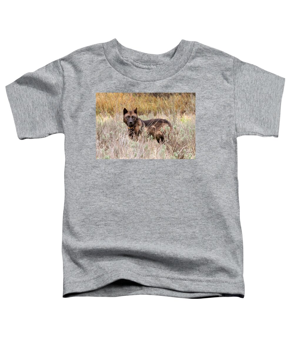 Yellowstone Toddler T-Shirt featuring the photograph Teton Wolf by Steve Stuller
