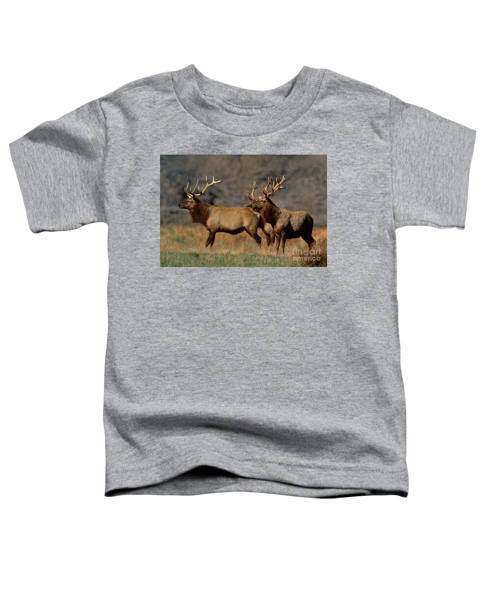 Dave Welling Toddler T-Shirt featuring the photograph Tule Elk Cervus Nannodes Wild California by Dave Welling