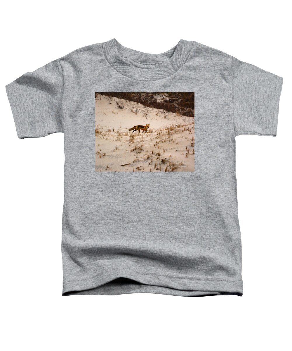 Walking Red Fox Toddler T-Shirt featuring the photograph Walking Fox by Raymond Salani III