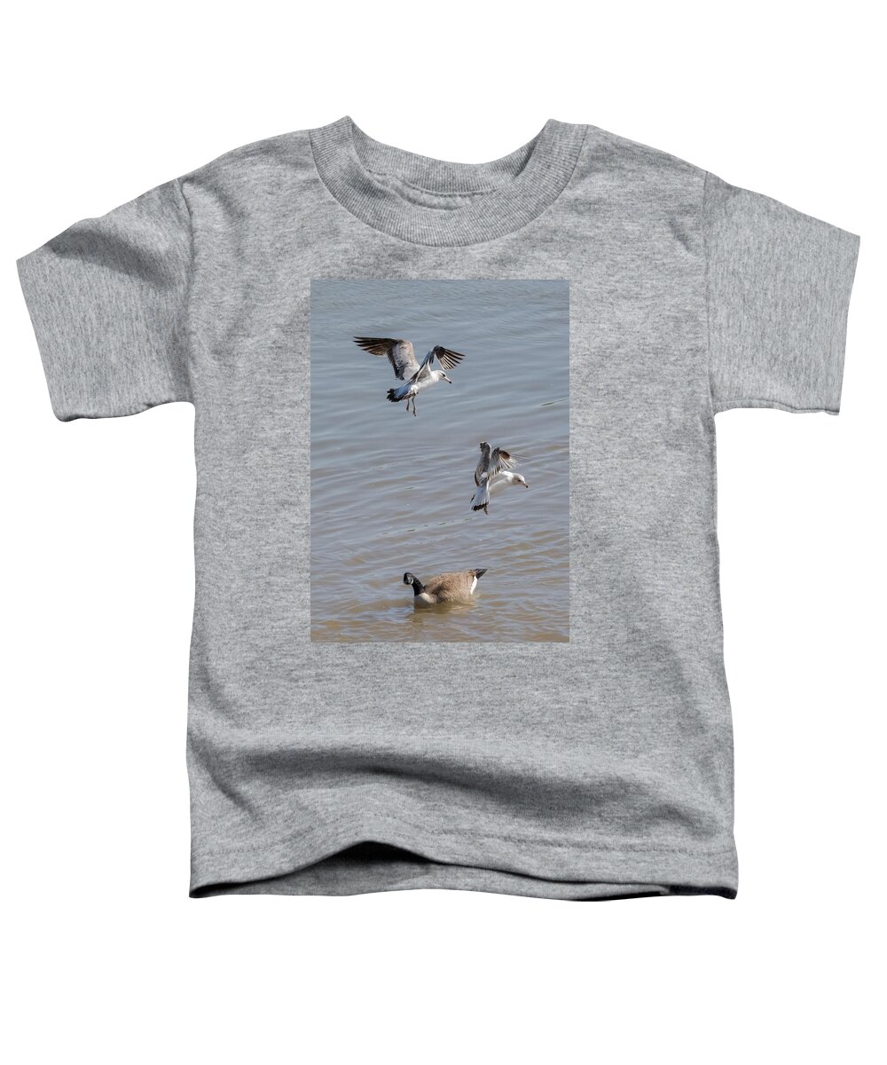 Gull Toddler T-Shirt featuring the photograph Watch Out Below by Holden The Moment