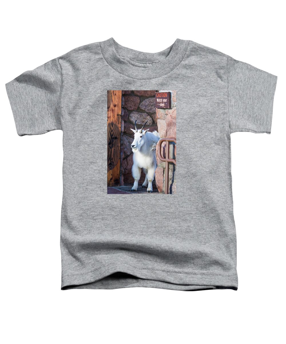 Mountain Goat Toddler T-Shirt featuring the photograph Watch Your Step by Mindy Musick King