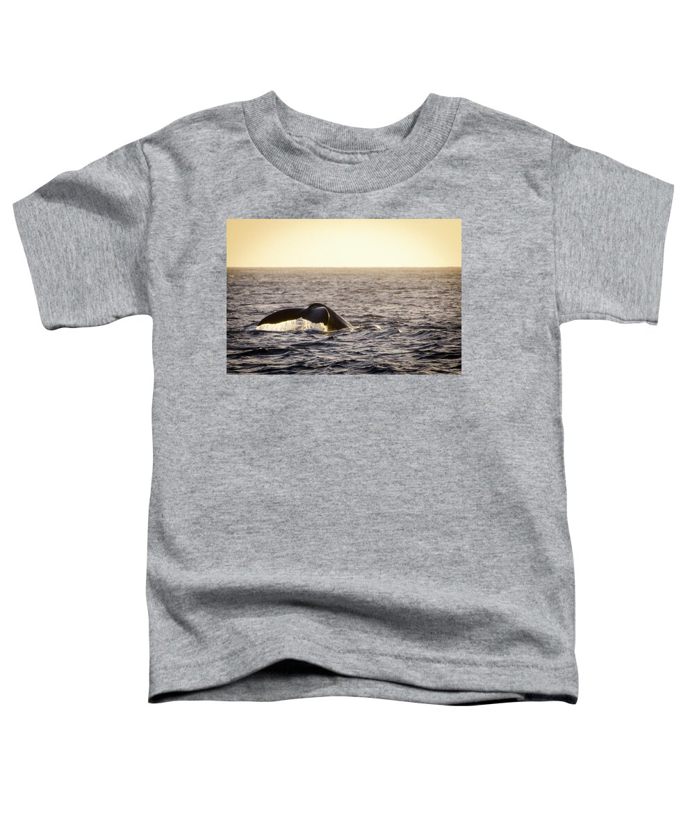 Animals Toddler T-Shirt featuring the photograph Whale Fluke by Daniel Murphy