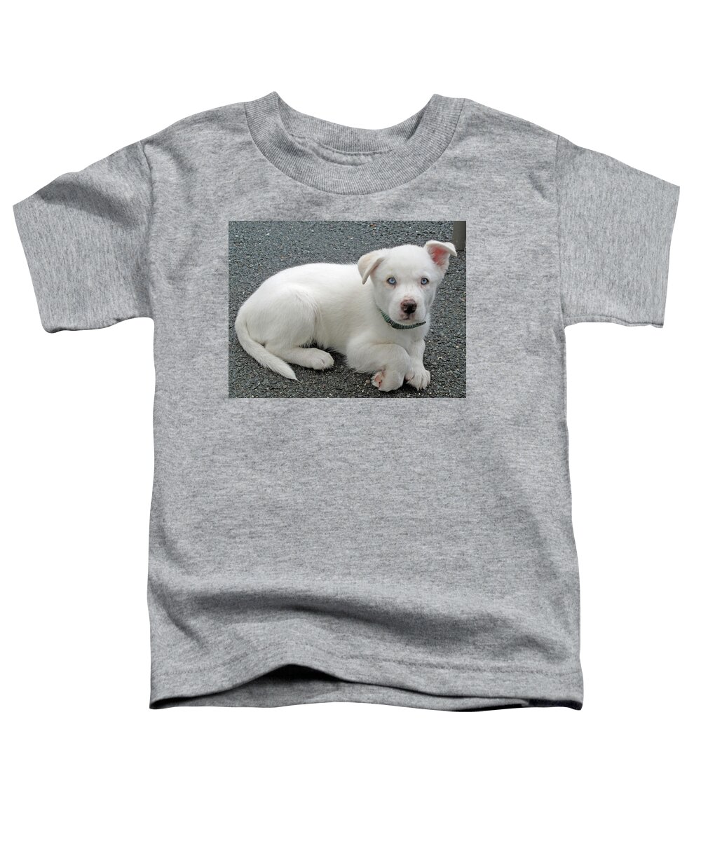 Dog Toddler T-Shirt featuring the photograph White Dog Blue Eyes by Barbara McDevitt