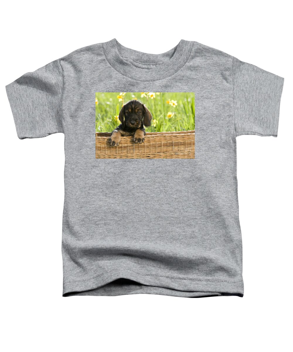 Dachshund Toddler T-Shirt featuring the photograph Wire-haired Dachshund Puppy by Jean-Louis Klein and Marie-Luce Hubert