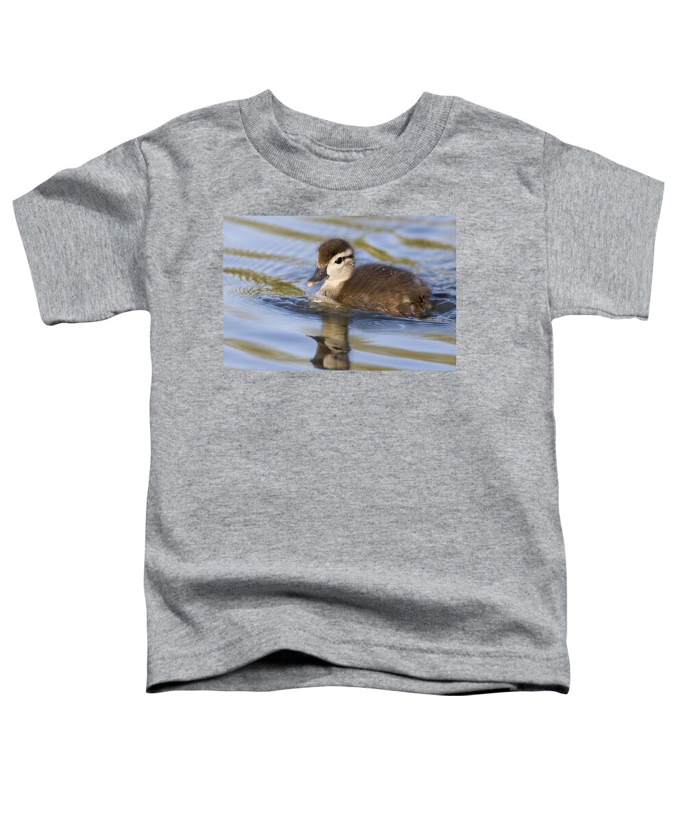 00439314 Toddler T-Shirt featuring the photograph Wood Duck Duckling Swimming Santa Cruz by Sebastian Kennerknecht
