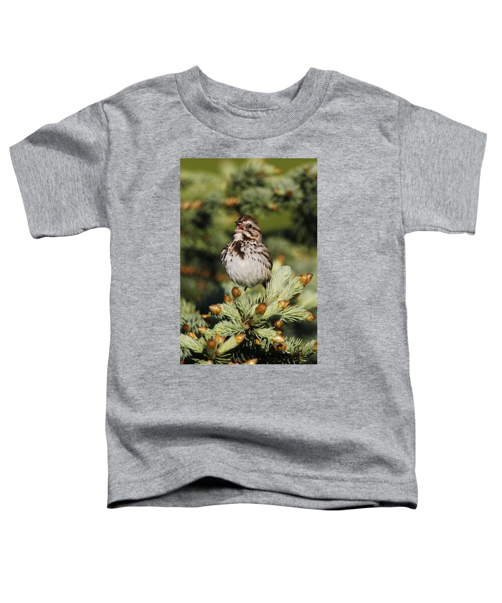 Animal Toddler T-Shirt featuring the photograph Song Sparrow #1 by James Zipp