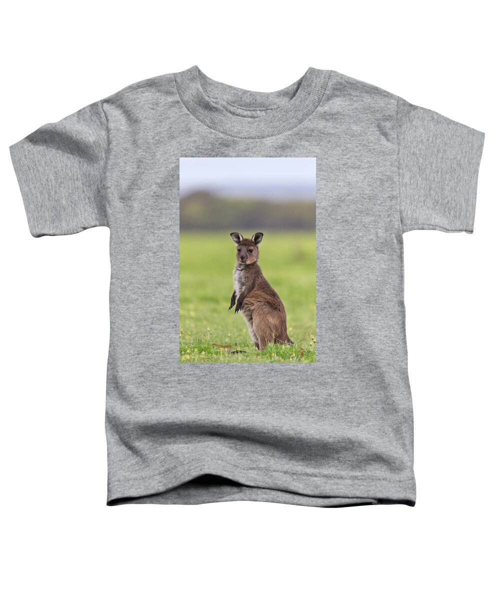Suzi Eszterhas Toddler T-Shirt featuring the photograph Western Grey Kangaroo Joey #1 by Suzi Eszterhas