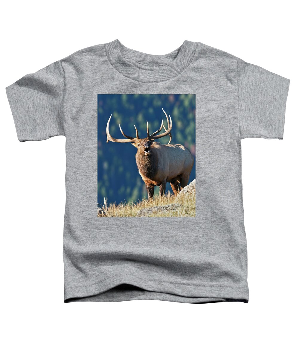 Rocky Mountain Bull Elk Bugling Toddler T-Shirt featuring the photograph Rocky Mountain Bull Elk Bugling #4 by Gary Langley