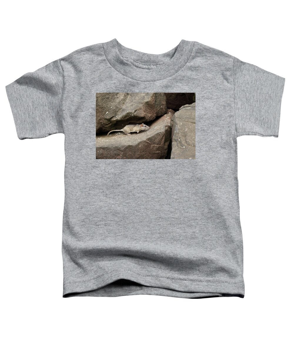 Allegheny Woodrat Toddler T-Shirt featuring the photograph Allegheny Woodrat In Habitat #4 by David Kenny