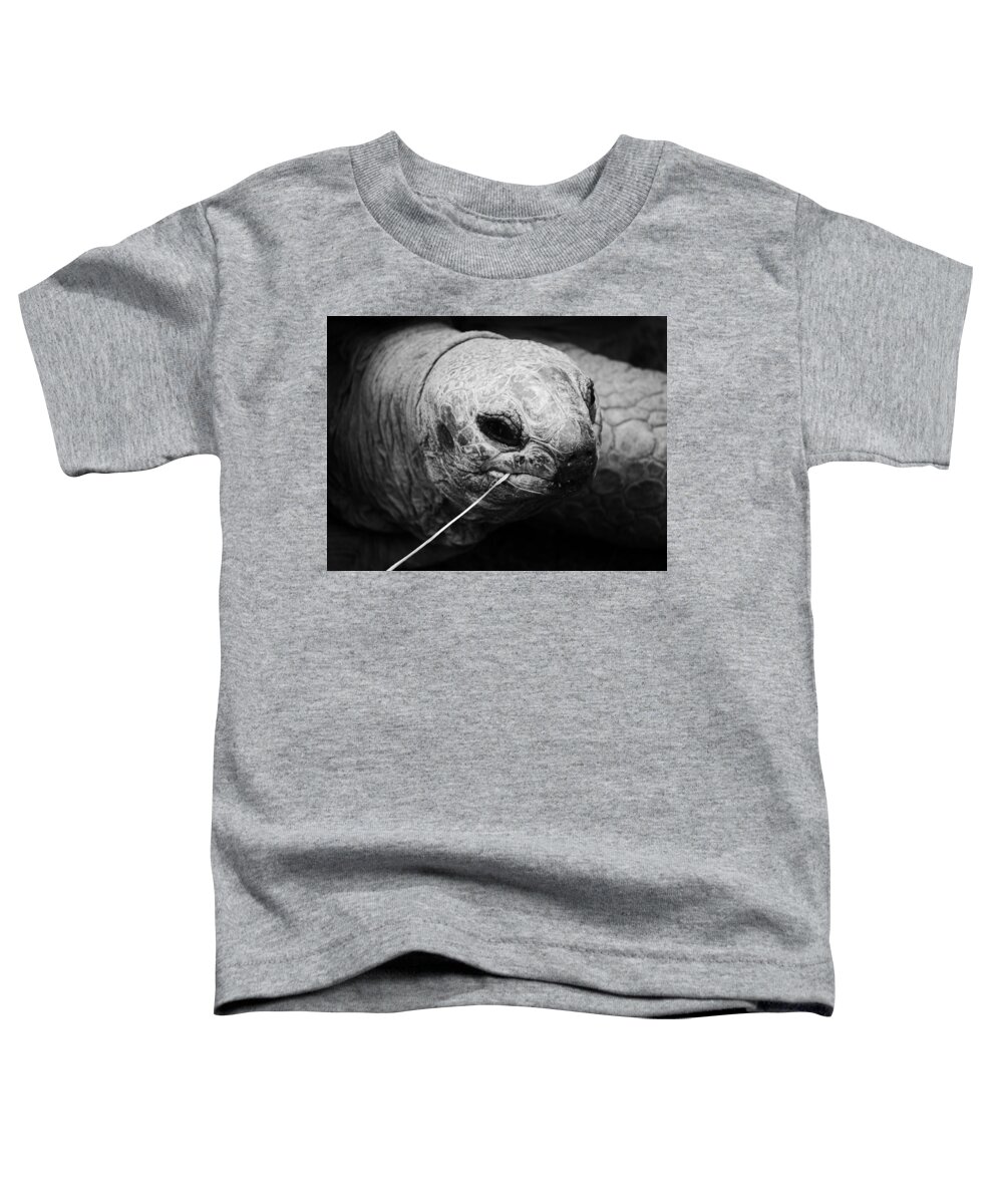 Jane Ford Toddler T-Shirt featuring the photograph Aldabra Tortoise by Jane Ford