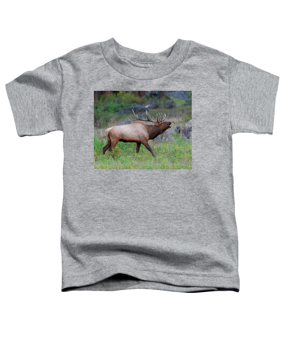 Rocky Toddler T-Shirt featuring the photograph Bull Elk Bugling in Rocky Mountains by Gary Langley