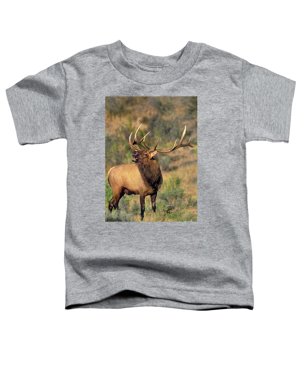 North America Toddler T-Shirt featuring the photograph Bull Elk in Rut Bugling Yellowstone Wyoming Wildlife by Dave Welling