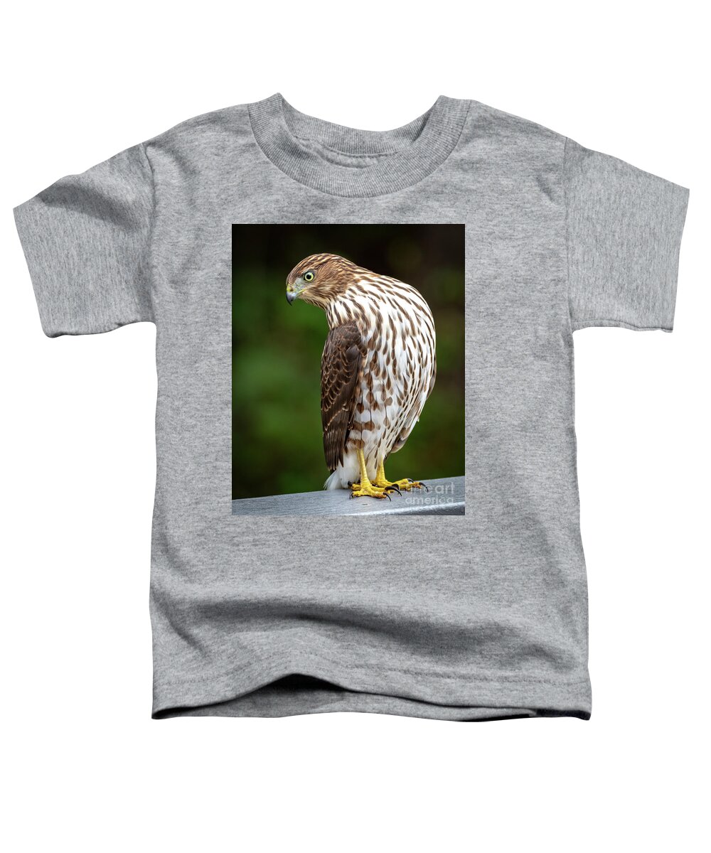 Cooper's Hawk Toddler T-Shirt featuring the photograph Cooper's Hawk by Jim Gillen