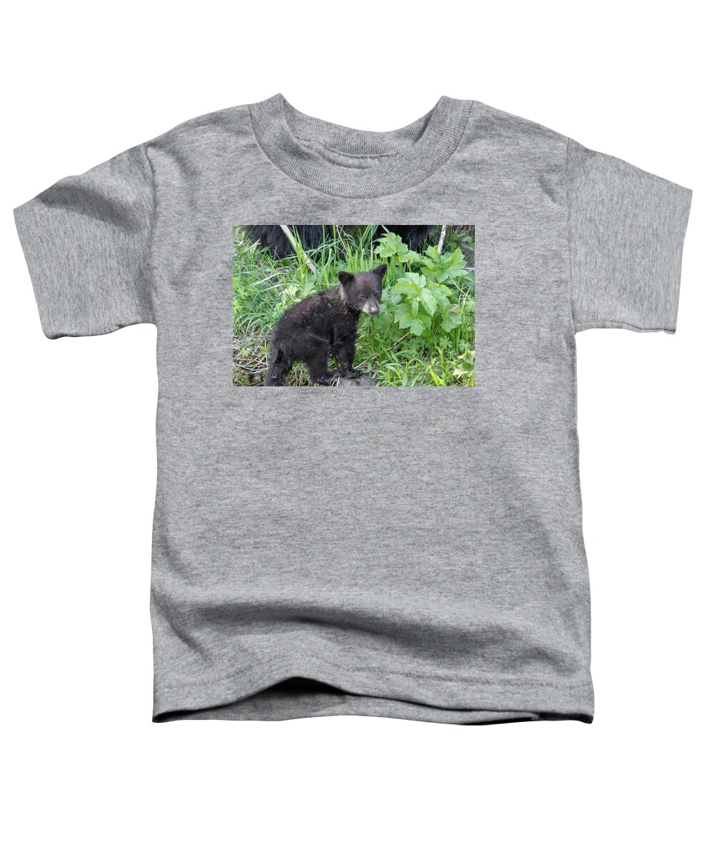 Bears Bear Black Cub Coy Animals Wildlife Cute Yellowstone National Park Tower Rocks Grass Toddler T-Shirt featuring the photograph Coy by Ronnie And Frances Howard