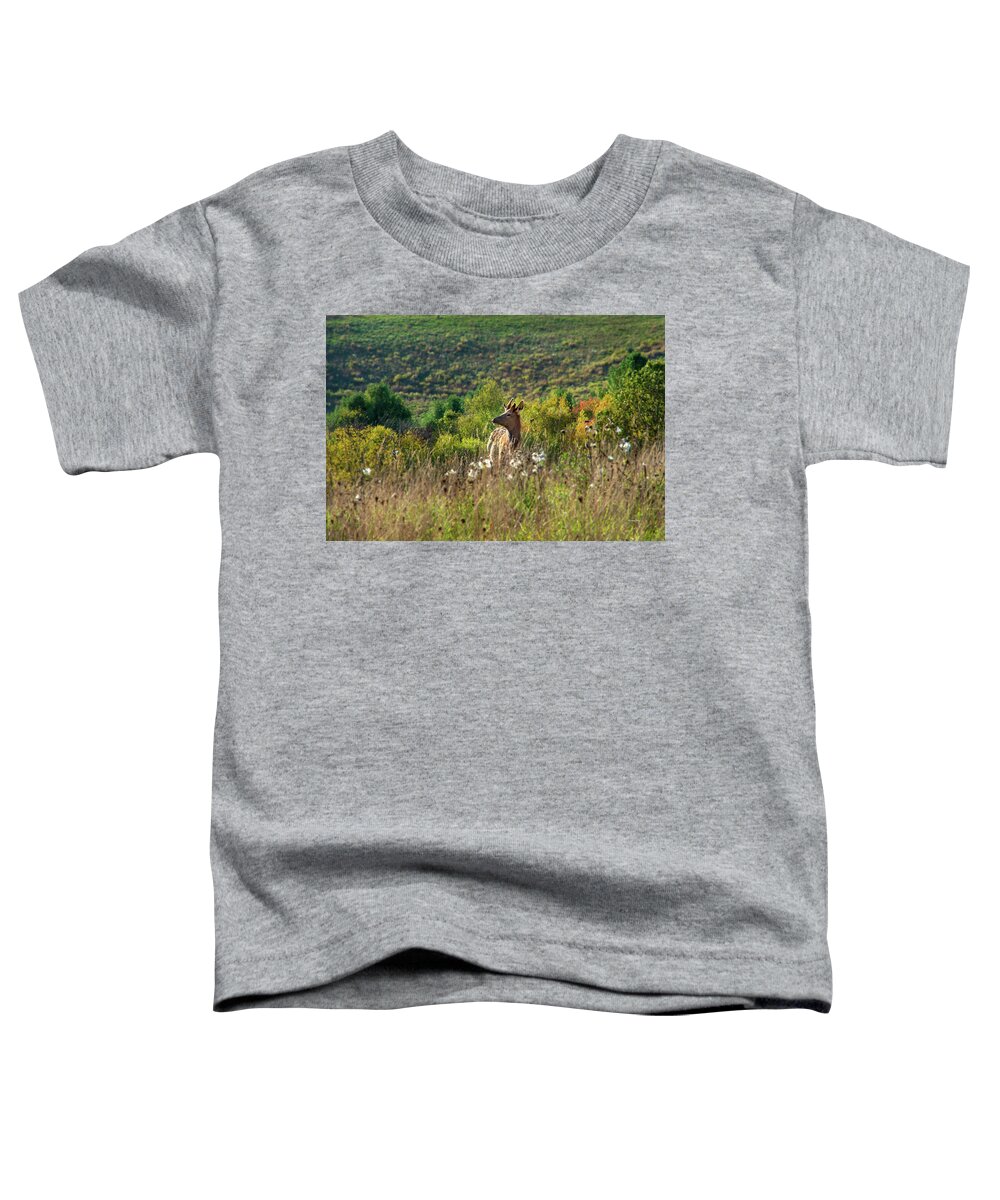 Elk Toddler T-Shirt featuring the photograph Elk In Fall Field by Christina Rollo