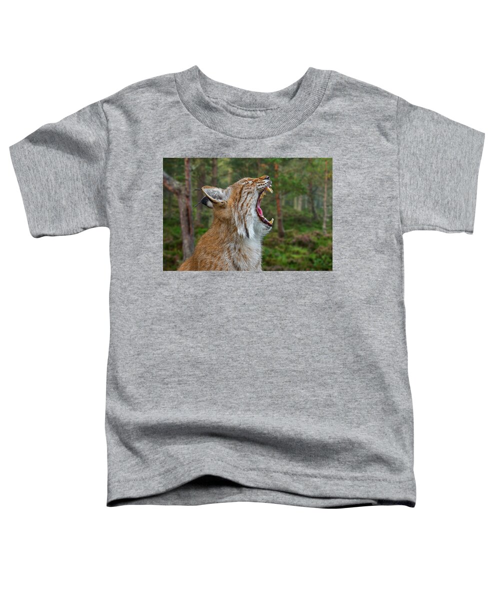 Eurasian Lynx Toddler T-Shirt featuring the photograph European Lynx Calling by Arterra Picture Library