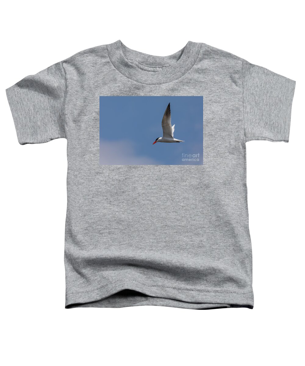 Photography Toddler T-Shirt featuring the photograph Flying Tern by Alma Danison