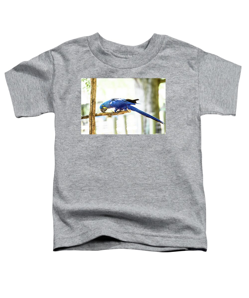 Hyacinth Macaw Toddler T-Shirt featuring the photograph Hyacinth Macaw by Garrick Besterwitch