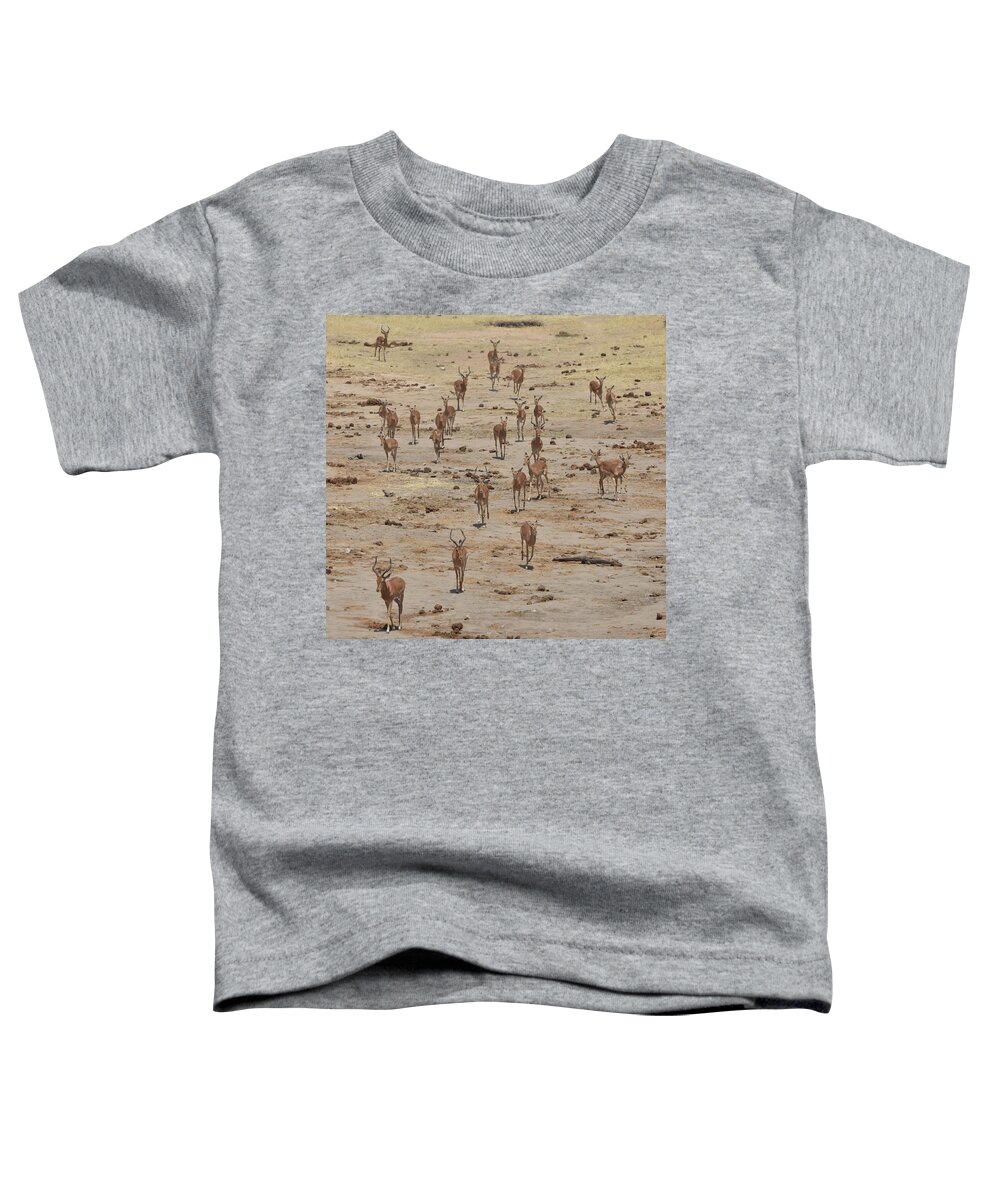 Impala Toddler T-Shirt featuring the photograph Impala Coming to Water by Ben Foster