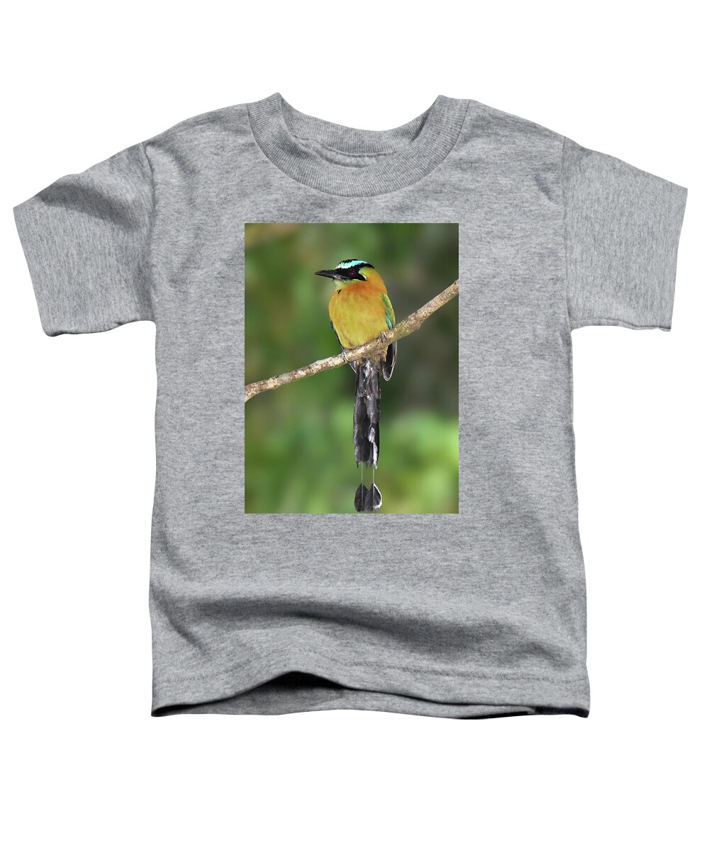 Neotropical Bird Toddler T-Shirt featuring the photograph Lesson's Motmot by Alan Lenk