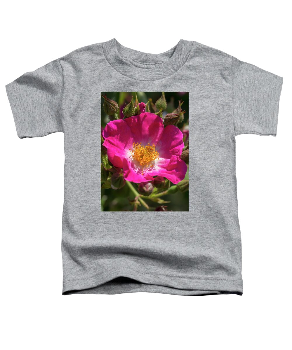 Rose Toddler T-Shirt featuring the photograph Magenta Rose by Dawn Cavalieri