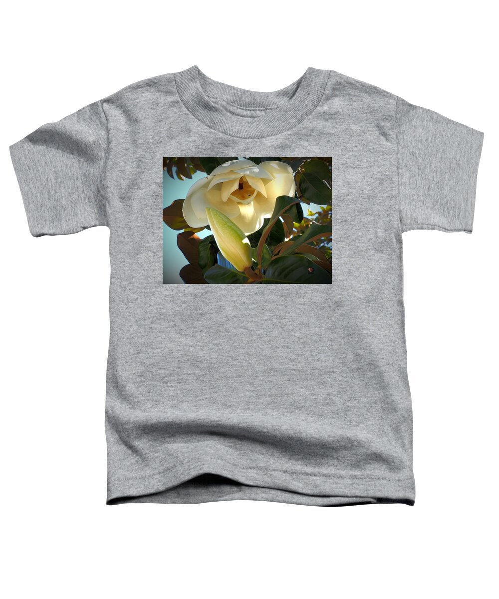 Botanical Toddler T-Shirt featuring the photograph Magnolia Blooms by Richard Thomas