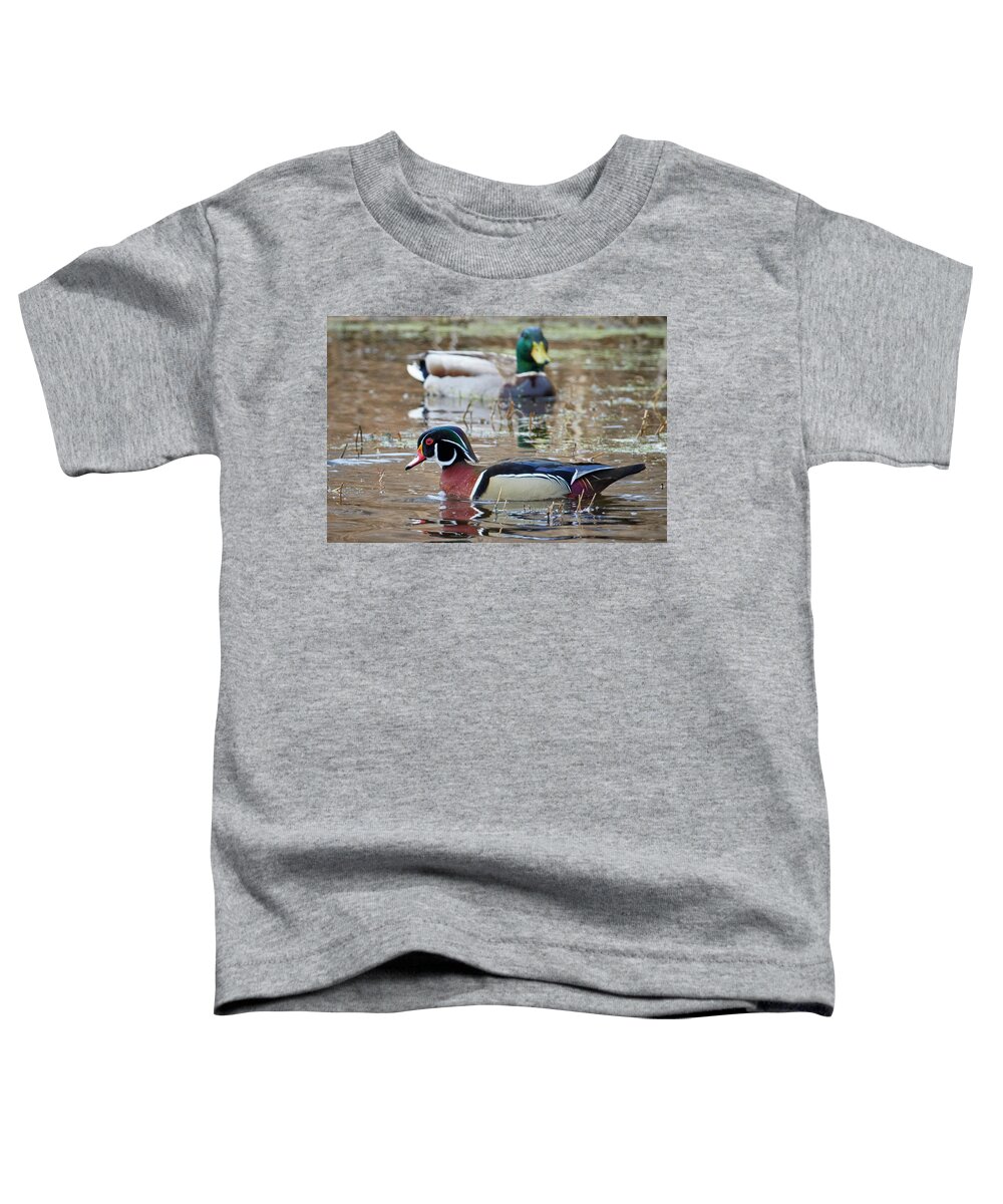 Duck Toddler T-Shirt featuring the photograph Mallard Watching Wood duck by Paul Freidlund