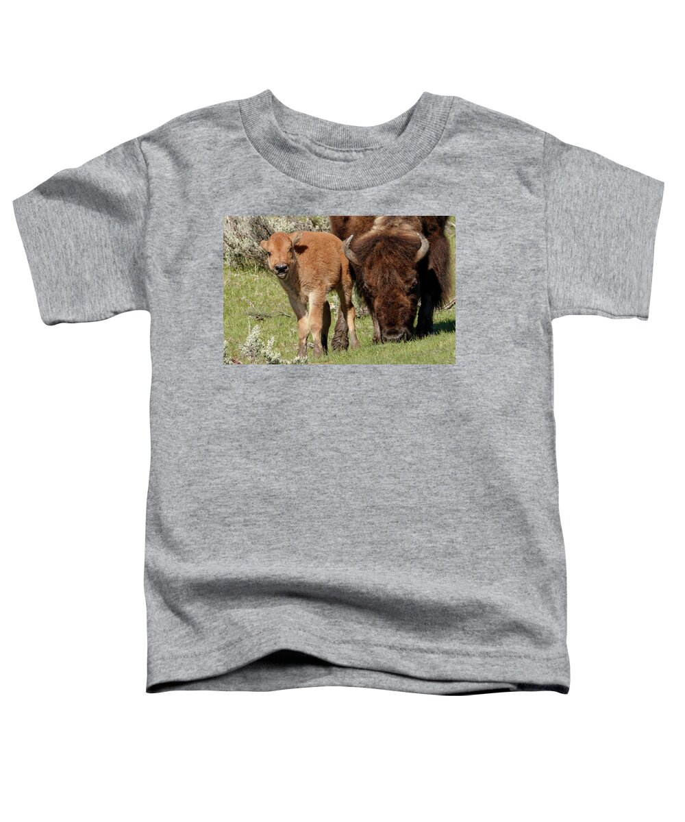 Bison Buffalo Yellowstone National Park Hayden Valley Wildlife Mammals Horns Baby Dog Toddler T-Shirt featuring the photograph Mom's love by Ronnie And Frances Howard