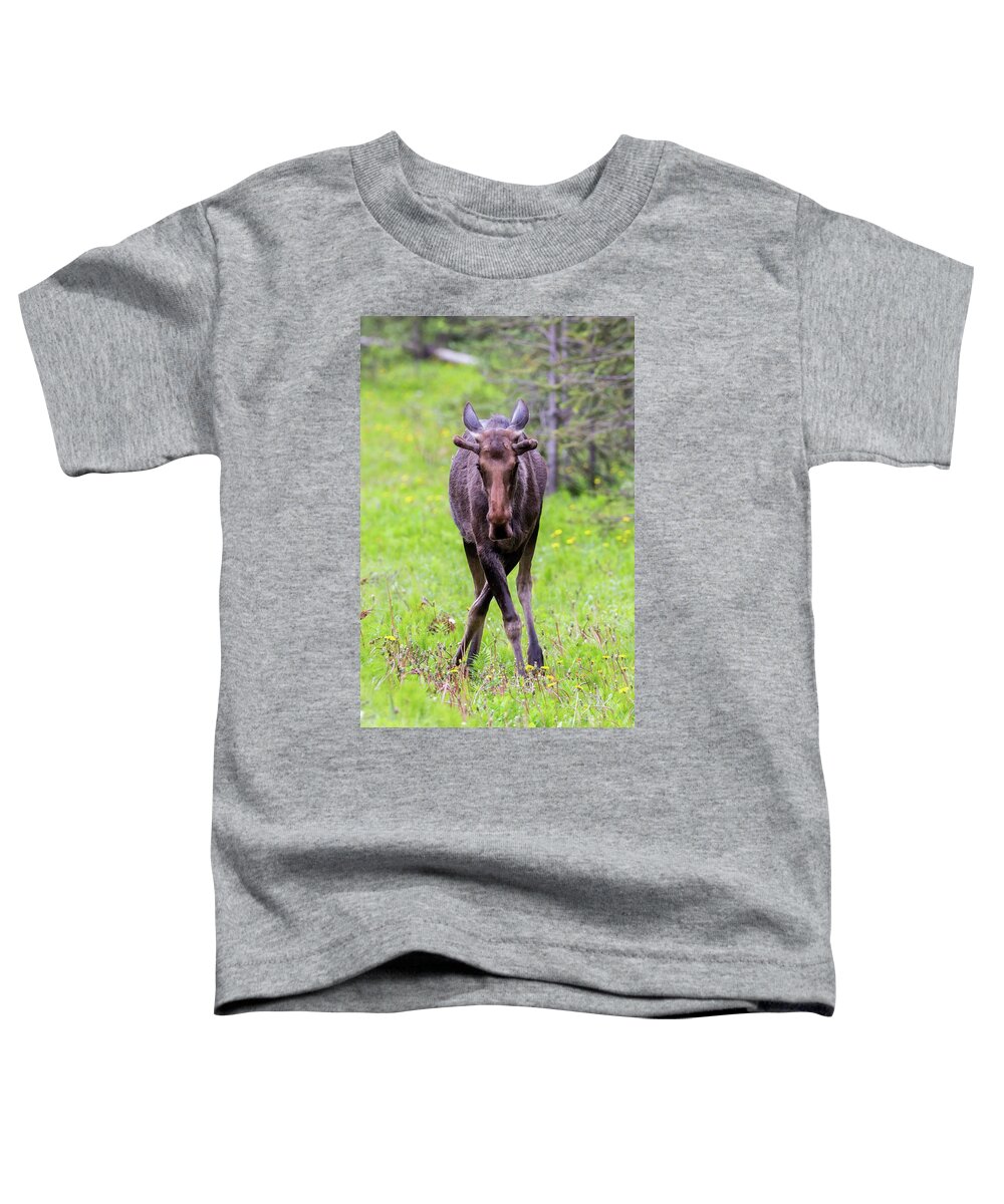 Canada Toddler T-Shirt featuring the photograph Moose by Paul Schultz