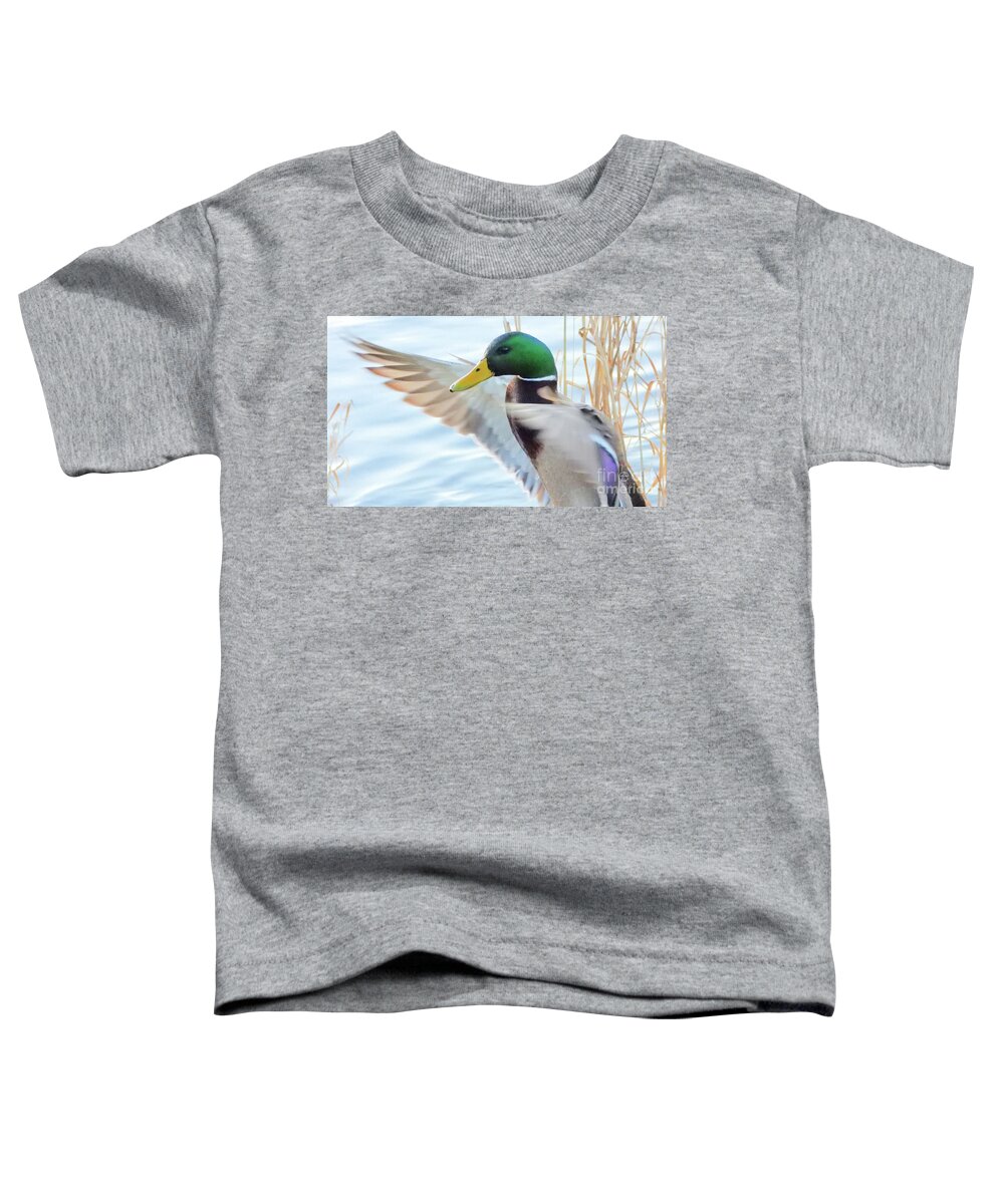 Mallard Toddler T-Shirt featuring the photograph Mr Mallard Duck by Scott Cameron
