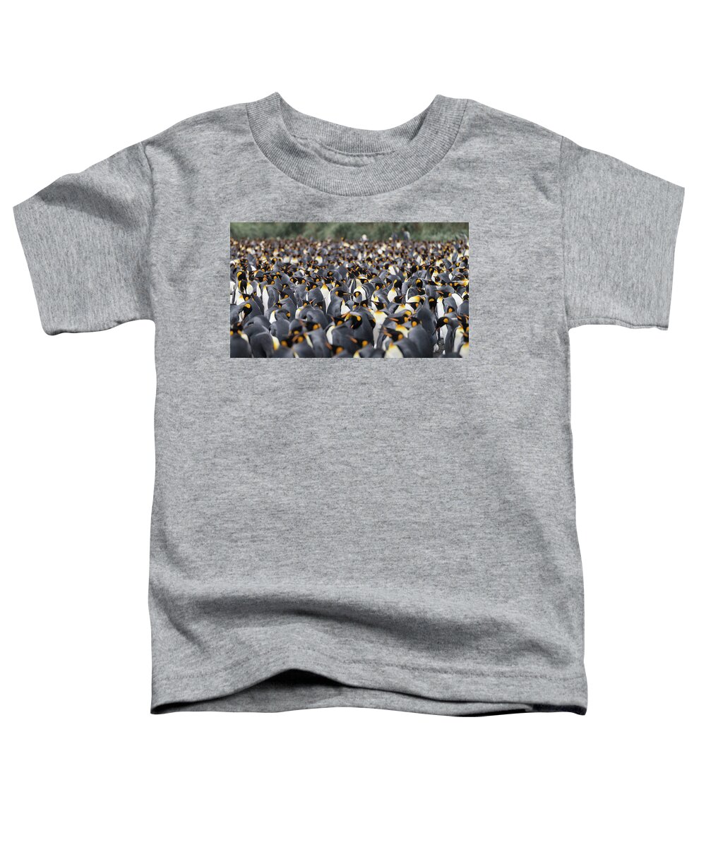 Penguins Toddler T-Shirt featuring the photograph Penguinscape by Alex Lapidus