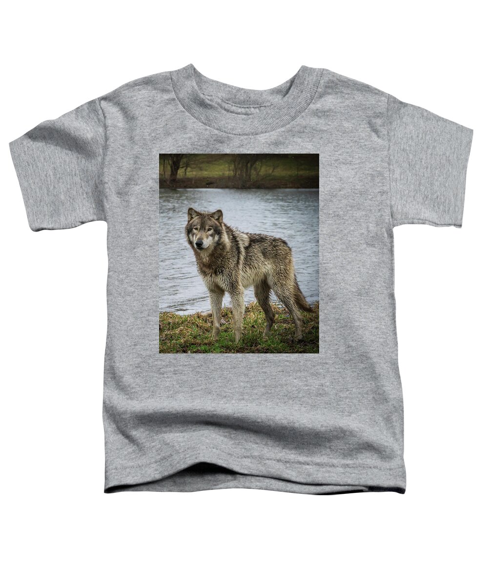 Wolves Wolf Toddler T-Shirt featuring the photograph Posing by the Water by Laura Hedien