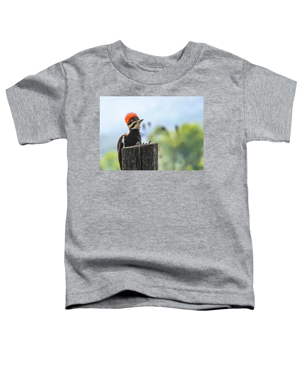 Pileated Woodpecker Great Smoky Mountains National Park Toddler T-Shirt featuring the photograph Redheaded Temper by Marcy Wielfaert