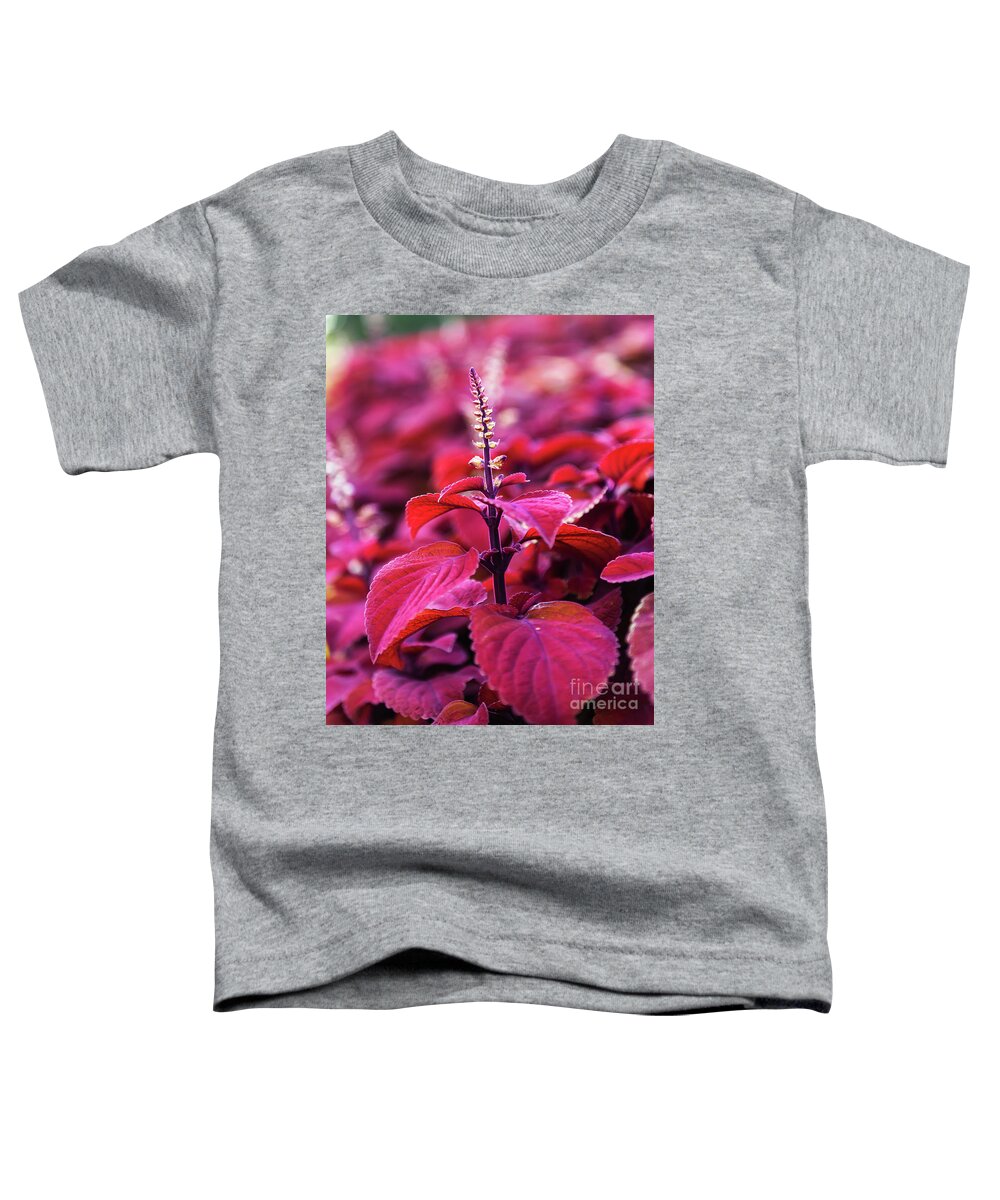 Close Up Toddler T-Shirt featuring the photograph Reds by Dheeraj Mutha